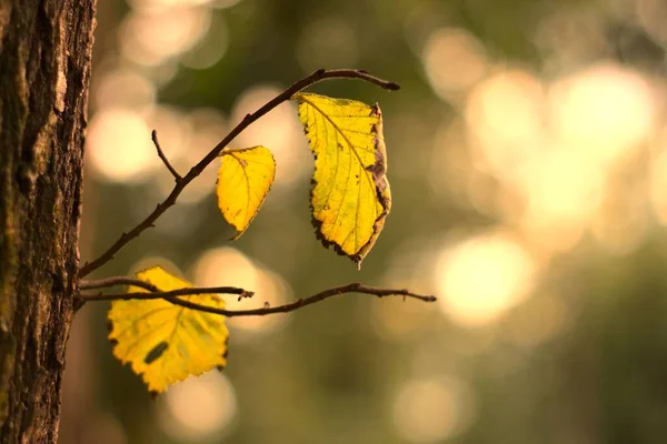 Ярко Желтые Листья Деревьях Размытым Фоном — стоковое фото