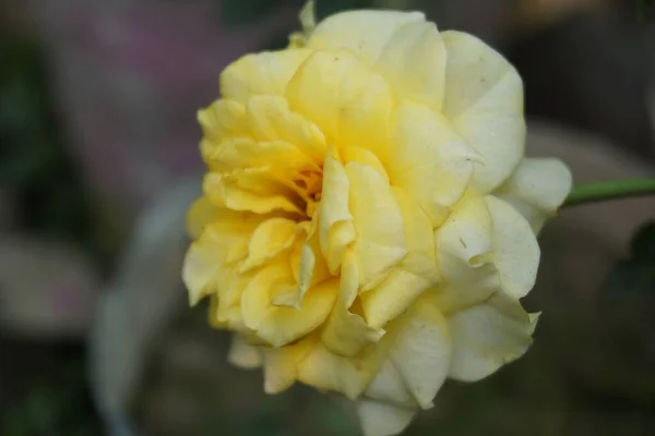 Eine Nahaufnahme Eines Gelben Blütenbündels Das Einem Feld Unter Dem — Stockfoto
