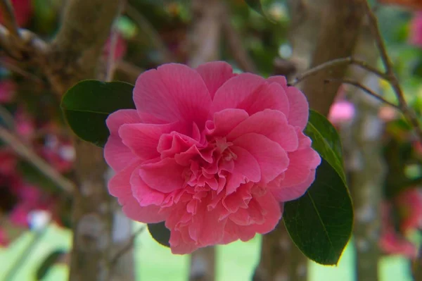 庭のピンクの花の選択的な焦点日本の椿 — ストック写真