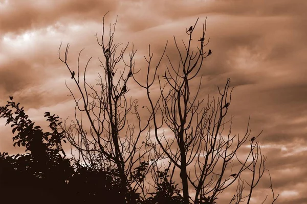 Les Silhouettes Branches Arbres Nus Avec Des Oiseaux Perchés Sous — Photo