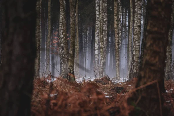 Вибірковий Фокус Високих Тонких Соснових Дерев Лісі Сушеною Травою Рослинами — стокове фото