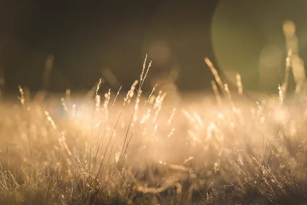 Ein Selektives Trockenes Gras Sonnenlicht — Stockfoto