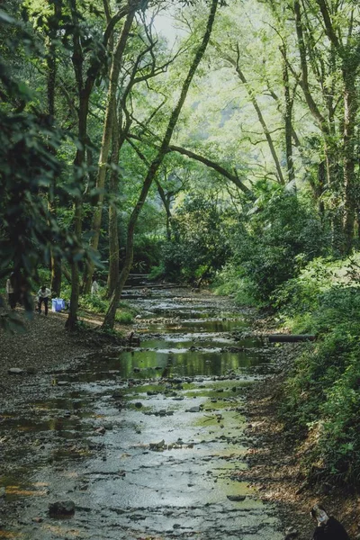 Ormandaki Yeşillik Çamurlu Yolu Arasında Dikey Çekim — Stok fotoğraf