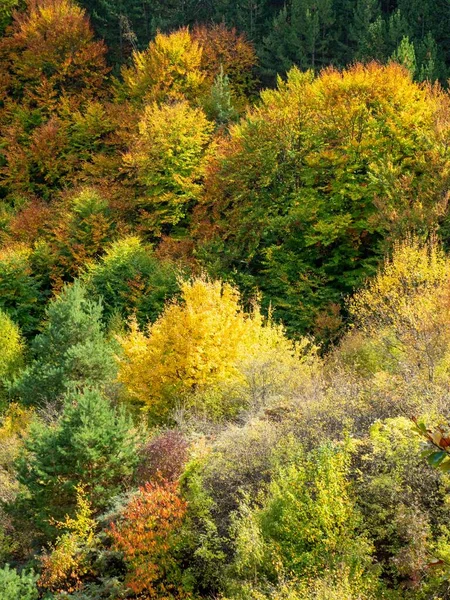 Forest Surrounded Dense Autumn Trees — Stock Photo, Image