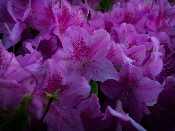 stock image A cinematic closeup of many pink blooming flowers and green stems