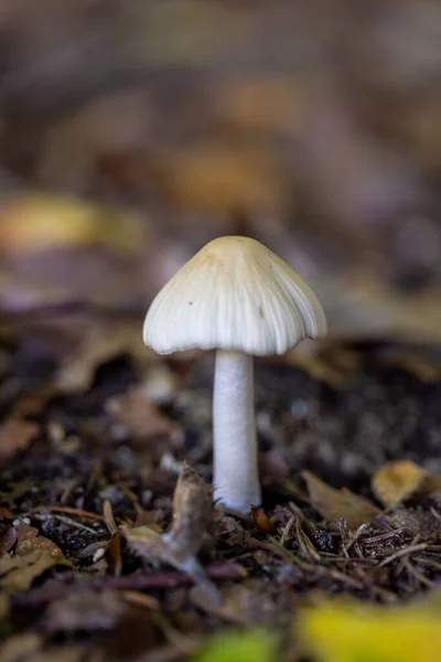 나뭇잎으로 노란색 버섯의 클로즈업 — 스톡 사진