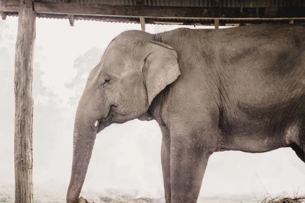 Elefante Que Cría Chitwan Nepal — Foto de Stock