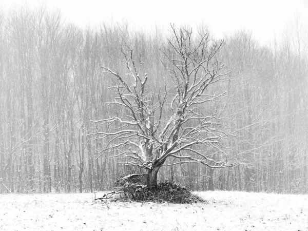 オーストリアのWassergsprengで吹雪の中の木 — ストック写真