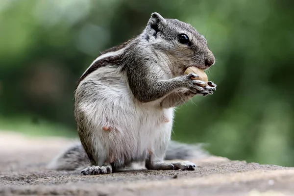 A close-up shot of a chipmunk eating nuts on the ground