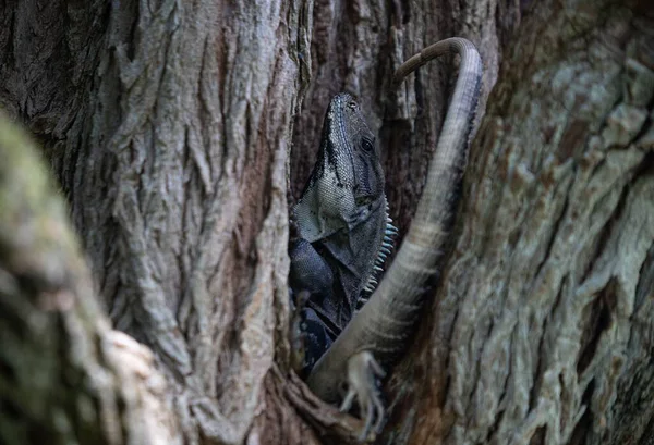 나무껍질 구멍에 이구아나를 가까이 — 스톡 사진