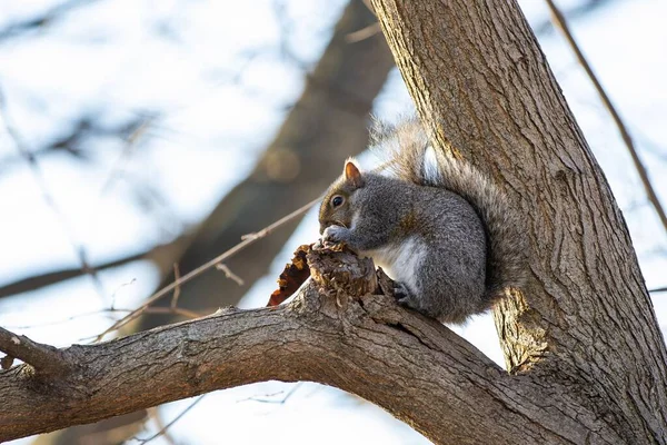 一只可爱的小松鼠坐在森林里一棵树上的特写镜头 — 图库照片