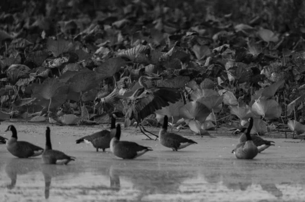 Серый Снимок Водоплавающих Птиц Плавающих Озере Рядом Плавающими Водными Растениями — стоковое фото