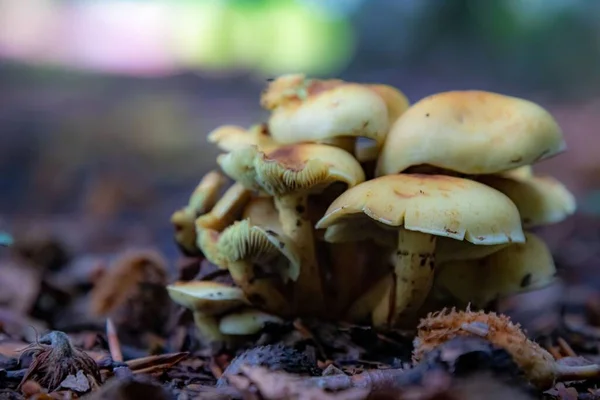 Tiro Seletivo Foco Cogumelos Woodlover Aglomerados Que Crescem Floresta Com — Fotografia de Stock