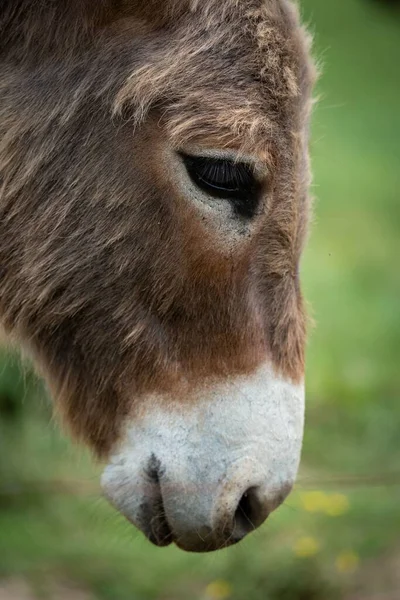一只Aniatina驴子在绿色背景下的特写 — 图库照片