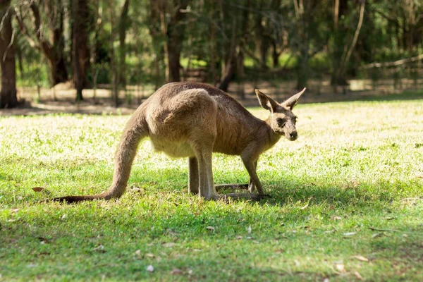 Närbild Östgrå Känguru Coombabah Park Guldkusten Australien — Stockfoto