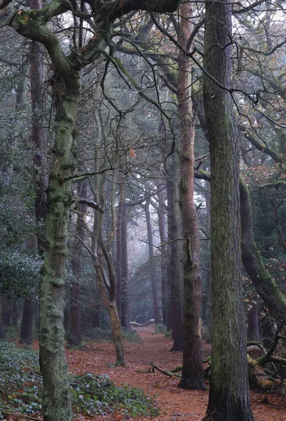 Birmingham Ngiltere Deki Sutton Park Taki Yapraksız Ağaçların Dikey Görüntüsü — Stok fotoğraf