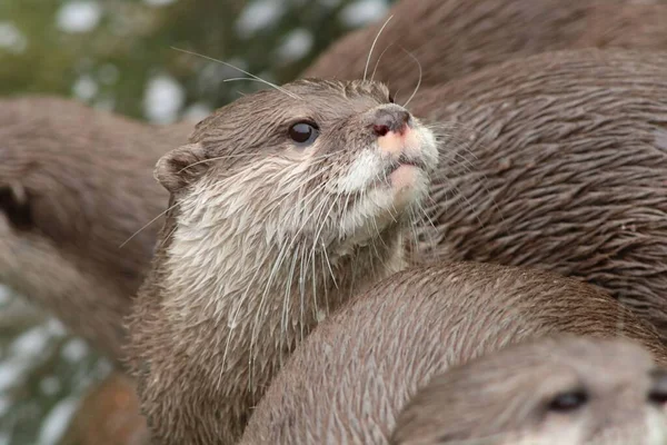 A group of cute otters (Lutrinae) in a zoo cage on the blurred background