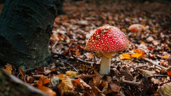 Closeup Fly Agaric Agaric Muscaria Mushroom Growing Dry Leaves — Stock Photo, Image