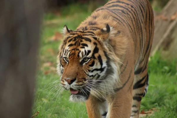 Grand Tigre Marchant Dans Une Cage Zoo Avec Des Plantes — Photo