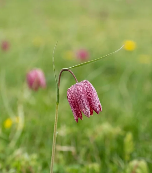 A vertical shot of a Snake\'s head flower plant on a field