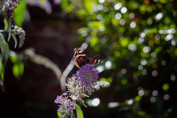 紫色の花に蝶のクローズアップショット — ストック写真
