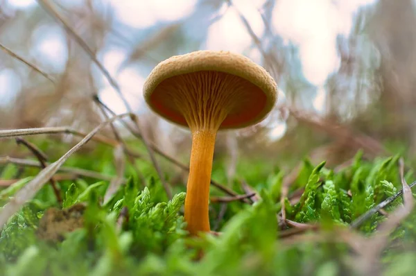 Tiro Close Pequeno Cogumelo Fungos Natureza — Fotografia de Stock