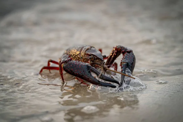一只小龙虾在潮湿的沙滩上 背景模糊 特写镜头清晰 — 图库照片