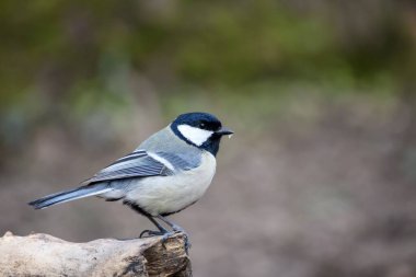 A closeup of a beautiful Great tit in a forest with blurred background