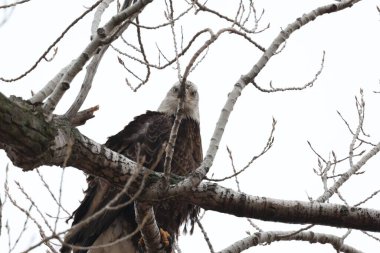 Kel bir kartalın yakın çekimi, Haliaeetus leucocephalus kameraya bakarak bir dala tünemişti..