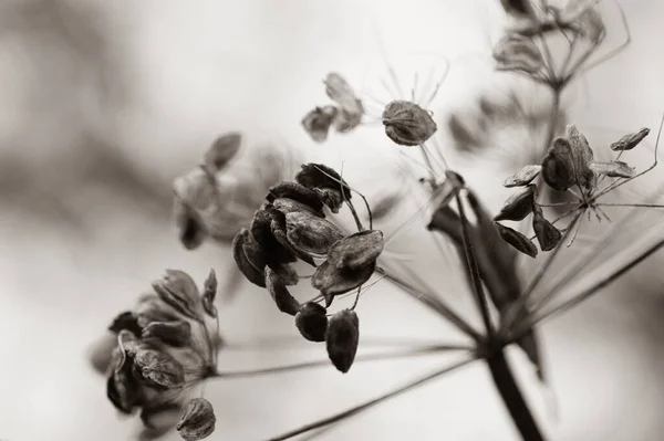 背景がぼやけている木の中のニンニク植物の灰色の浅い焦点 — ストック写真