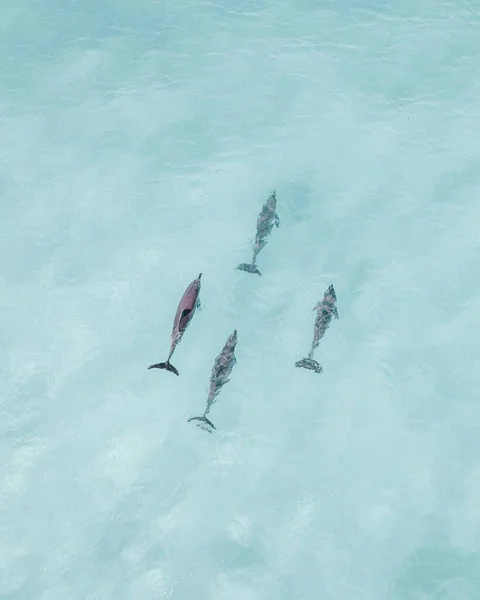 Vista Aérea Cuatro Delfines Nadando Océano Aguas Cristalinas Australia Occidental — Foto de Stock