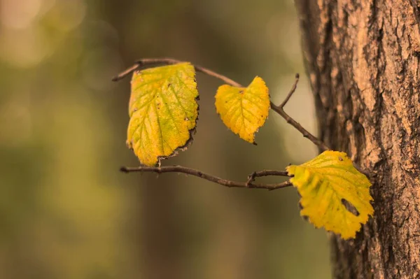 Arkaplanı Bulanık Parlak Sarı Yapraklar — Stok fotoğraf