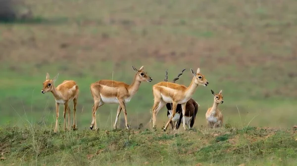 Grupo Blackbuck Antilope Cervicapra Também Conhecido Como Antílope Indiano Campo — Fotografia de Stock