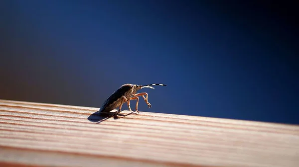 Una Macro Toma Los Pequeños Escarabajos Día Soleado —  Fotos de Stock