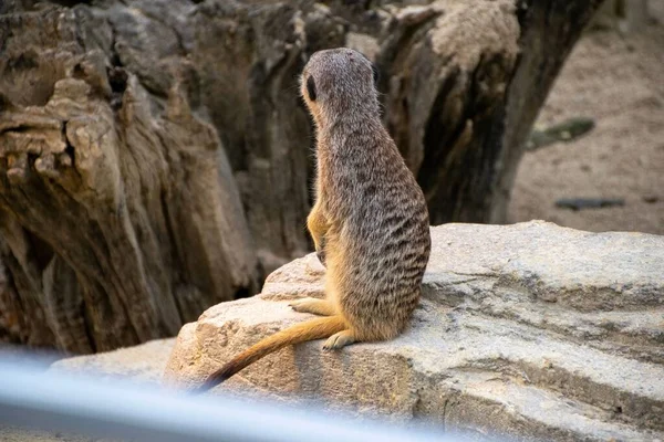 Small Fluffy Meerkat Looking Rocky Mountains Background — Stock Photo, Image