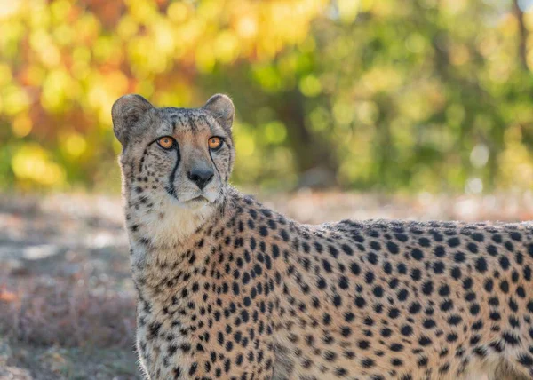 Een Cheetah Kansas City Zoo — Stockfoto