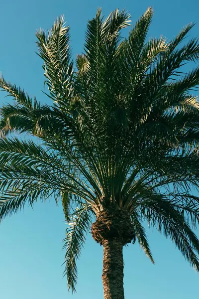 カナリア諸島の青い空に対して捉えられたヤシの木の垂直低角度 — ストック写真
