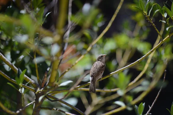 天气晴朗时 一只小鸟栖息在树枝上的特写镜头 — 图库照片
