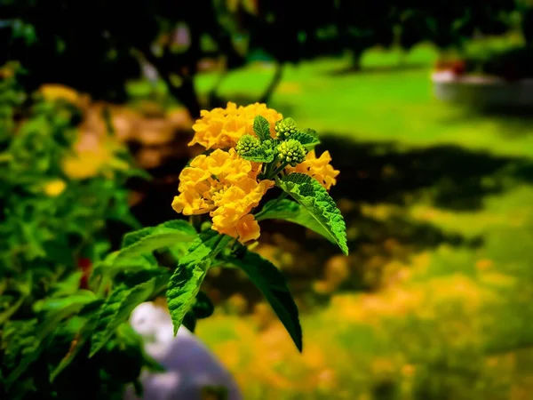 Primer Plano Flores Zinnia Creciendo Jardín — Foto de Stock