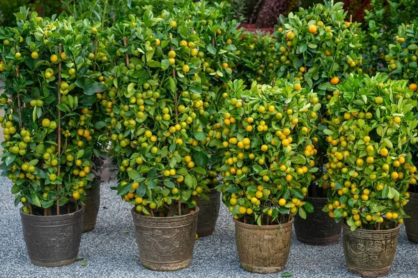 Chinese Mandarin Orange Trees Pots — Stock Photo, Image