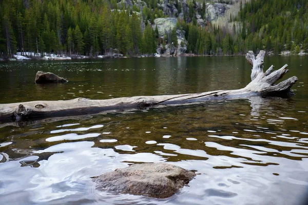 Velký Kus Naplaveného Dřeva Plovoucího Špinavém Povrchu Jezera — Stock fotografie