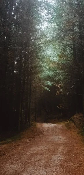 Вузька Дорога Лісі Оточена Високими Сосновими Деревами Покрита Туманом Туманом — стокове фото