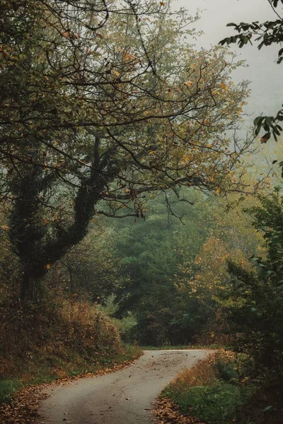 秋天穿过森林的一条路的垂直截图 — 图库照片