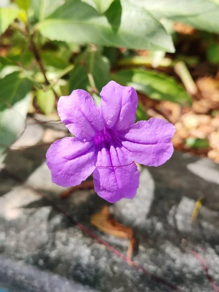 Eine Nahaufnahme Einer Schönen Ruellia Tuberosa Blume Die Einem Garten — Stockfoto
