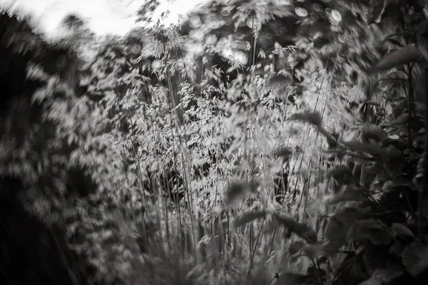 Een Closeup Monochrome Shot Van Het Wilde Gras Tuin — Stockfoto