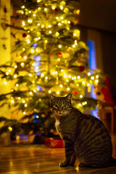 ライトアップされたクリスマスツリーの前に座ってカメラを見るかわいい縞模様の猫 — ストック写真