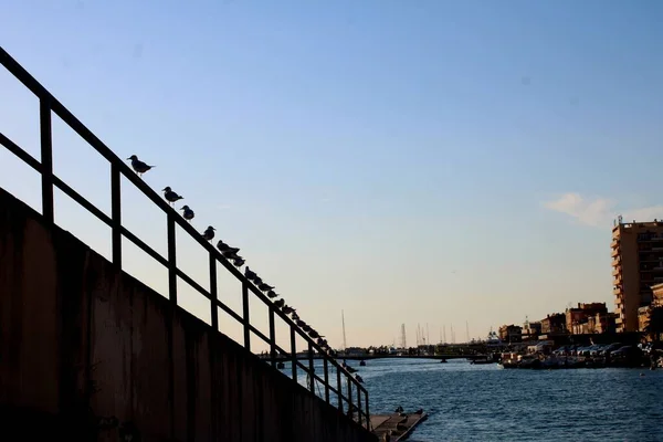 Kuşlar Limanın Yakınındaki Çitin Üzerinde Otururken Hırvatistan Deniz Gemiler Geride — Stok fotoğraf