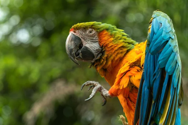 Eine Nahaufnahme Eines Blau Gelben Bunten Ara Papageien Eingefangen Vor — Stockfoto