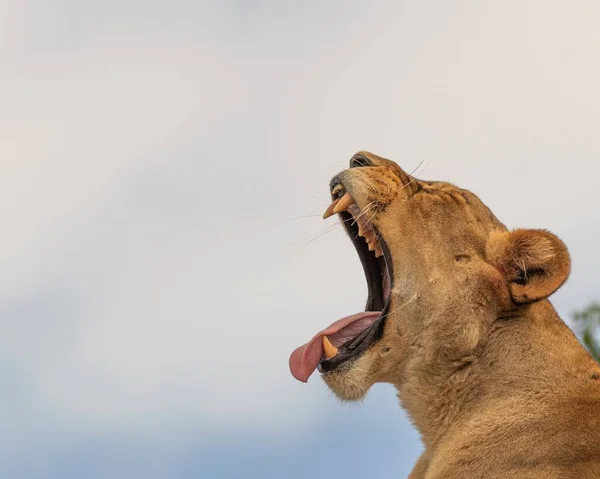 Bir Dişi Aslanın Ağzı Açık Esnerken Dişlerini Gösteren Yakın Plan — Stok fotoğraf