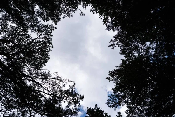 Низкоугольный Вид Сквозь Силуэты Ветвей Деревьев Облачное Небо — стоковое фото